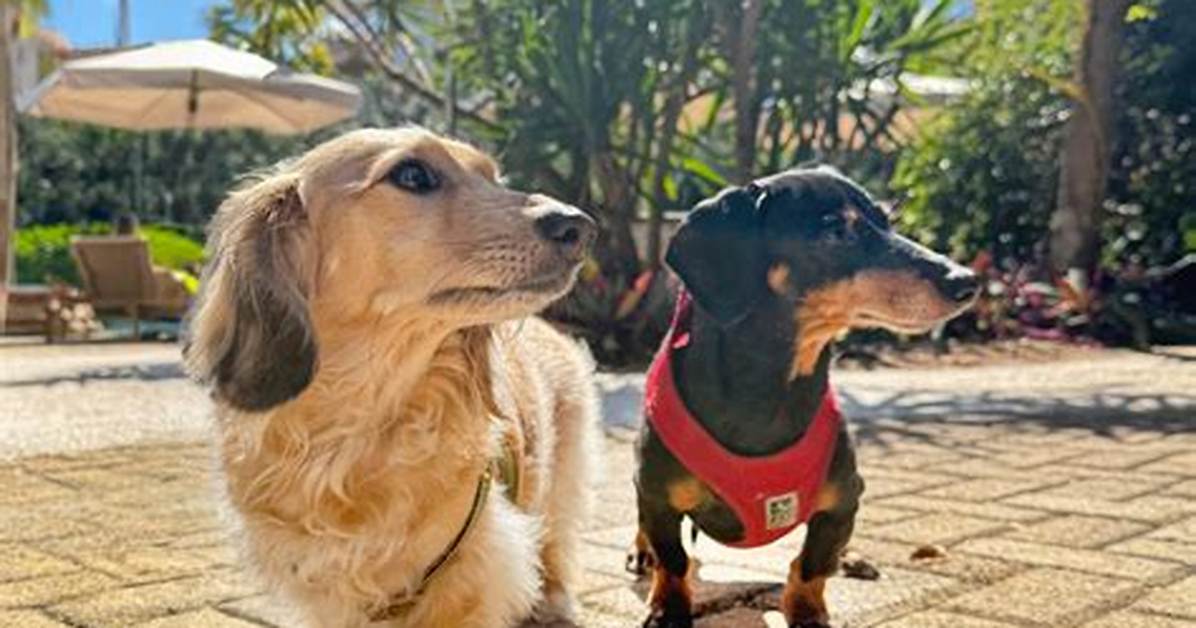 Crusoe the Celebrity Dachshund Net Worth, Age, Height, Bio, Birthday, Wiki!
