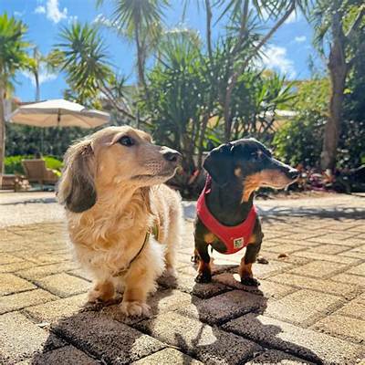 Crusoe the Celebrity Dachshund Net Worth, Age, Height, Bio, Birthday, Wiki!
