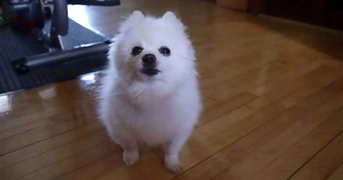 Gabe the Dog Net Worth 2024, Age, Height, Bio, Birthday, Wiki!