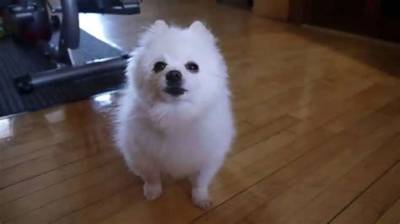 Gabe the Dog Net Worth 2024, Age, Height, Bio, Birthday, Wiki!