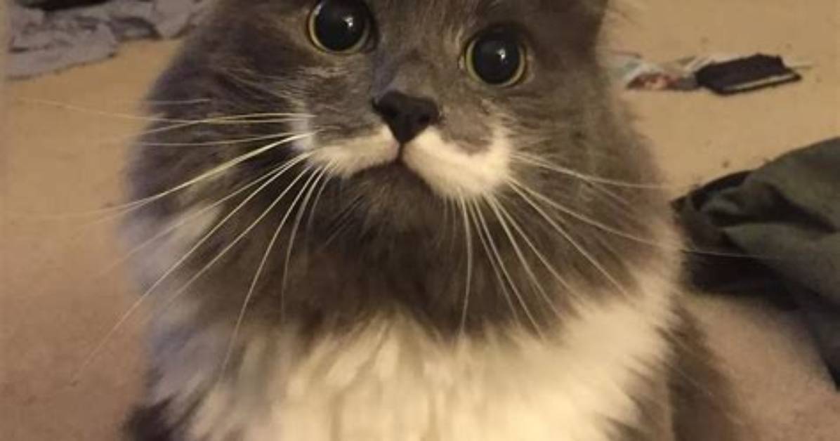 Hamilton the Hipster Cat - Net Worth, Age, Height, Birthday, Bio, Wiki!