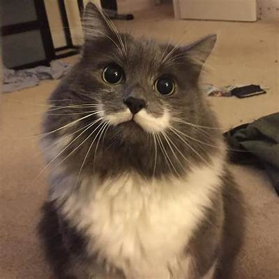 Hamilton the Hipster Cat - Net Worth, Age, Height, Birthday, Bio, Wiki!