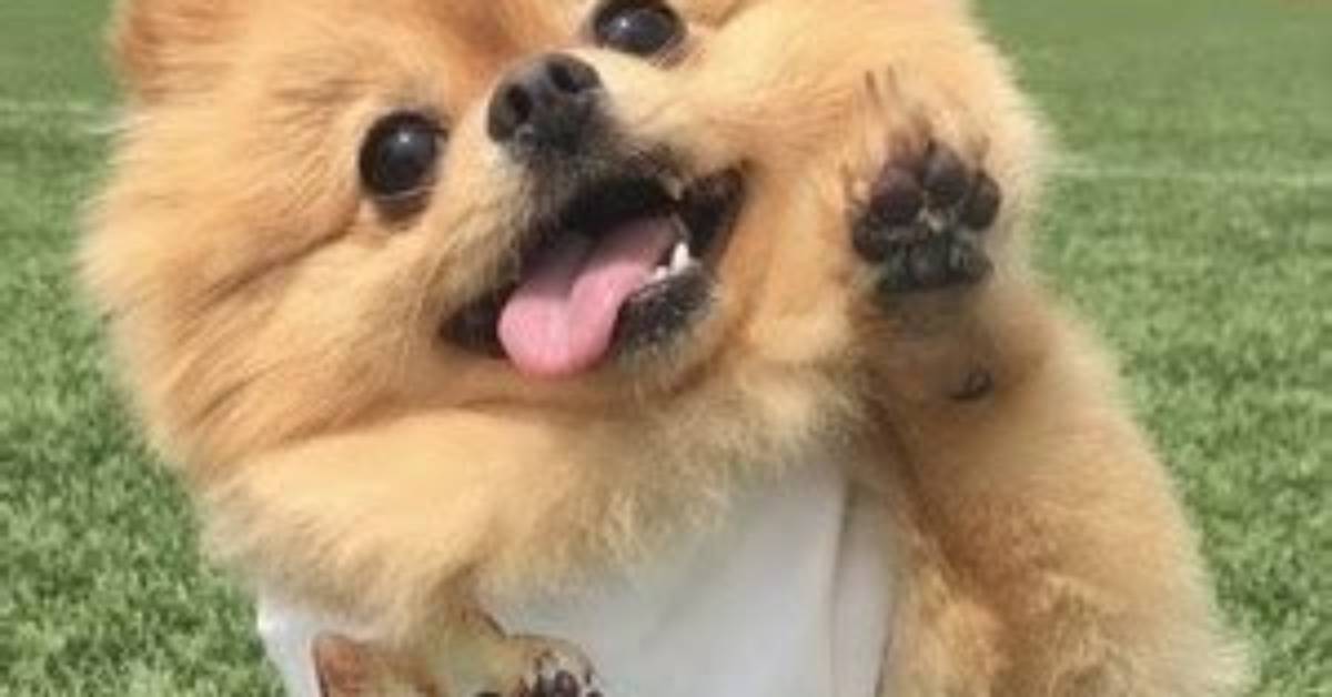 Hi I'm Chewie - Net Worth, Age, Height, Birthday, Bio, Wiki!