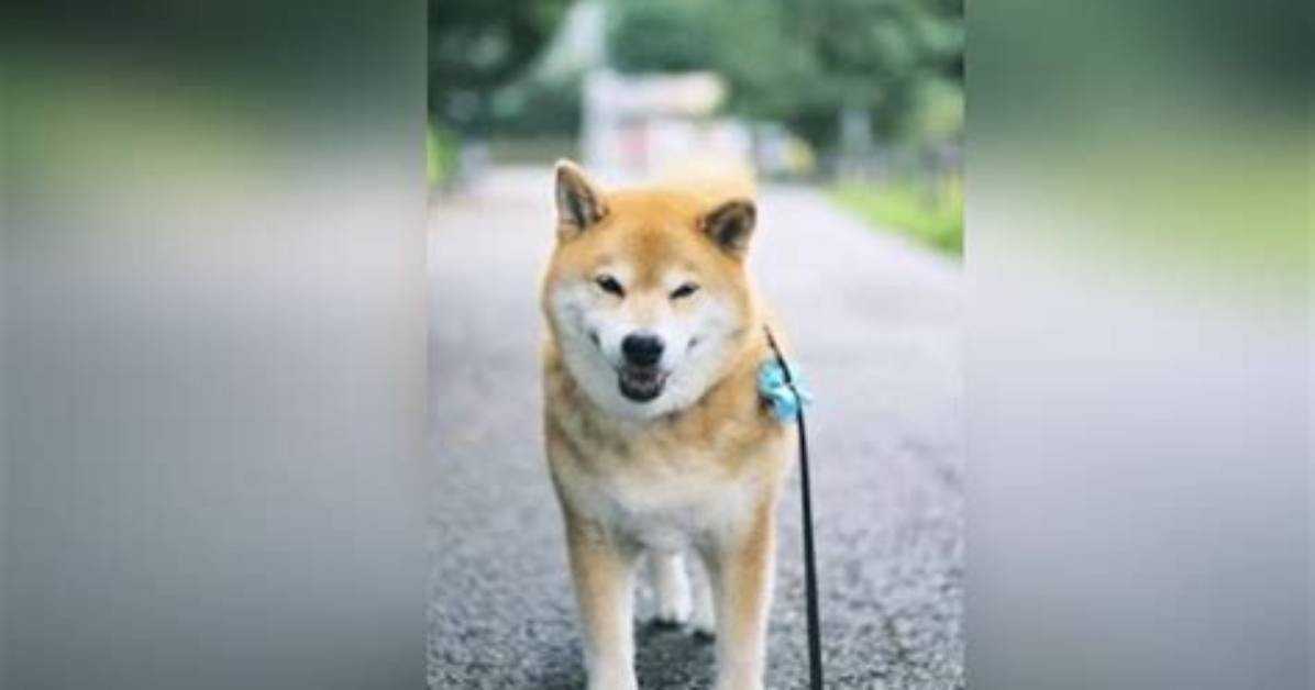 Isho Shiba - Net Worth, Age, Height, Birthday, Bio, Wiki!