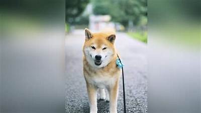 Isho Shiba - Net Worth, Age, Height, Birthday, Bio, Wiki!