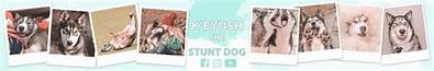 K'eyush the Stunt Dog Net Worth 2024, Age, Height, Bio, Birthday, Wiki!