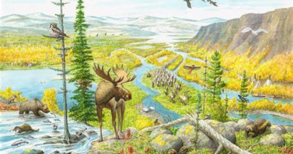 Rewilding