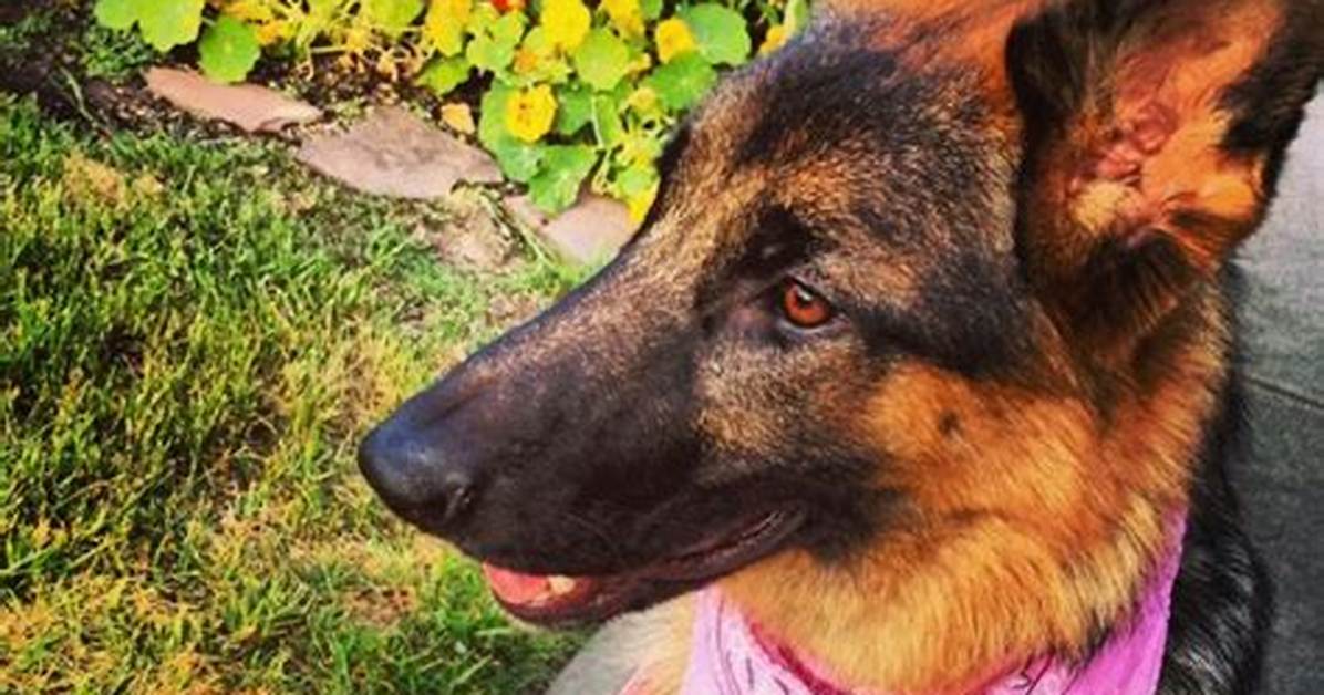 Schatzi the Dog - Net Worth, Age, Height, Birthday, Bio, Wiki!
