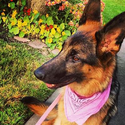 Schatzi the Dog - Net Worth, Age, Height, Birthday, Bio, Wiki!