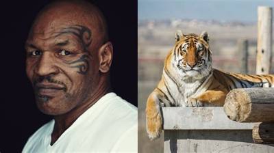 Tiger Tyson - Net Worth, Age, Height, Birthday, Bio, Wiki!